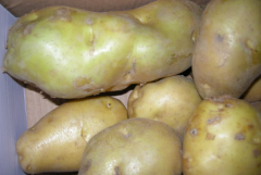 土豆怎么保存不发绿